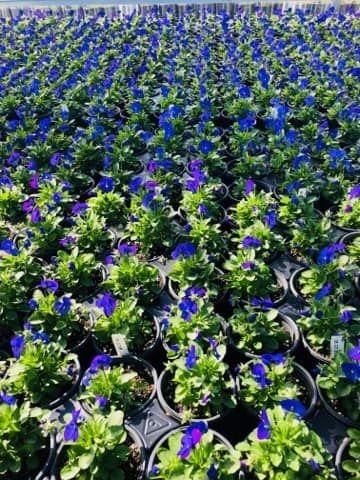 Petunias