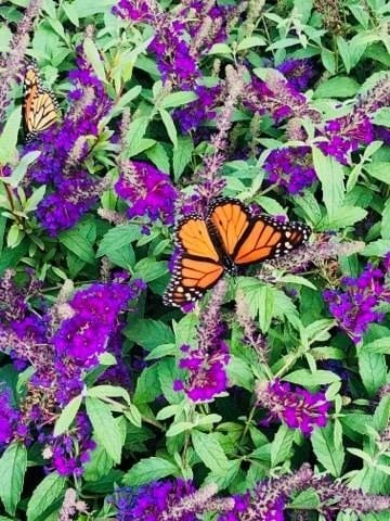 Butterfly Attractors