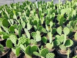 Cactus & Succulents