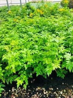 Greenhouse Greens