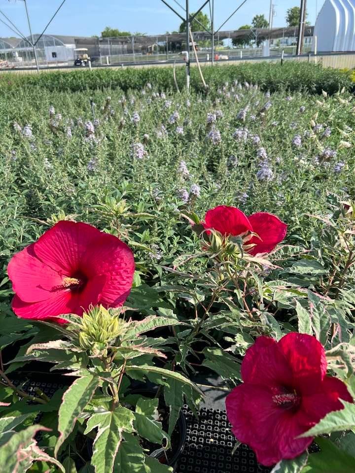 Hibiscus