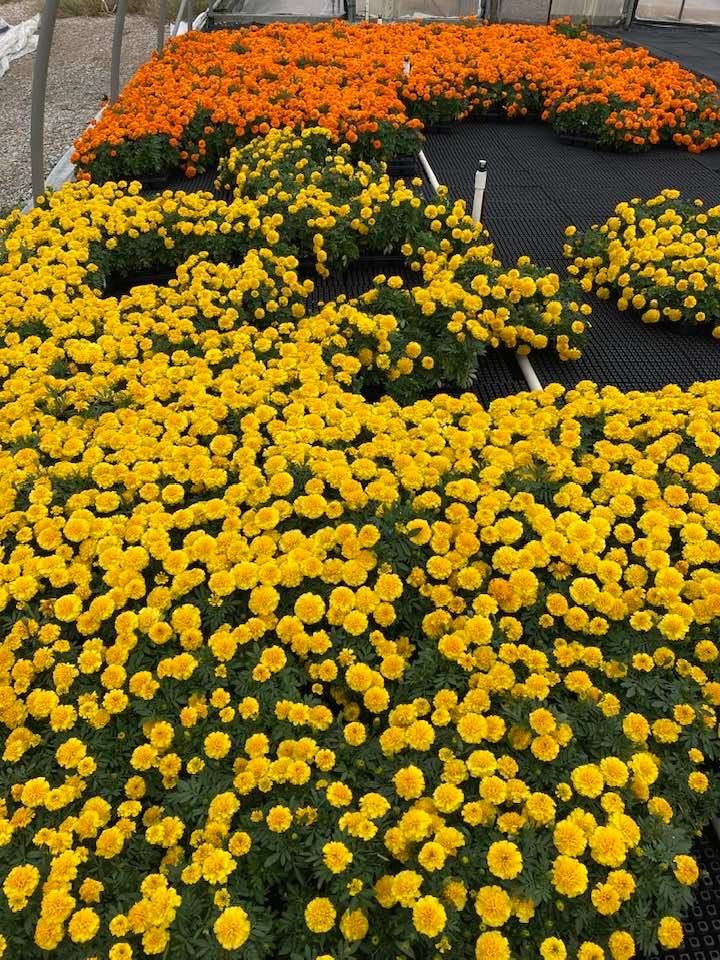 Marigolds