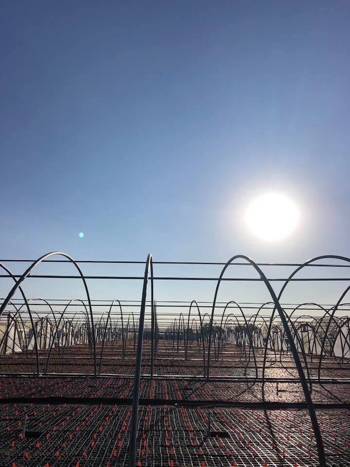 Sunny Sky