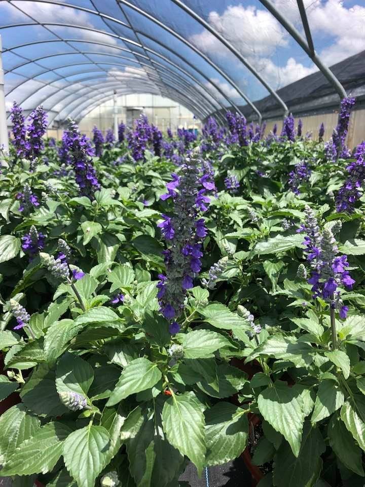 Salvia