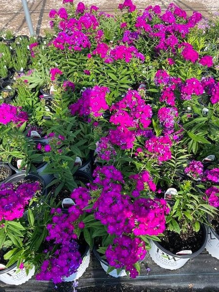 Bright and Beautiful